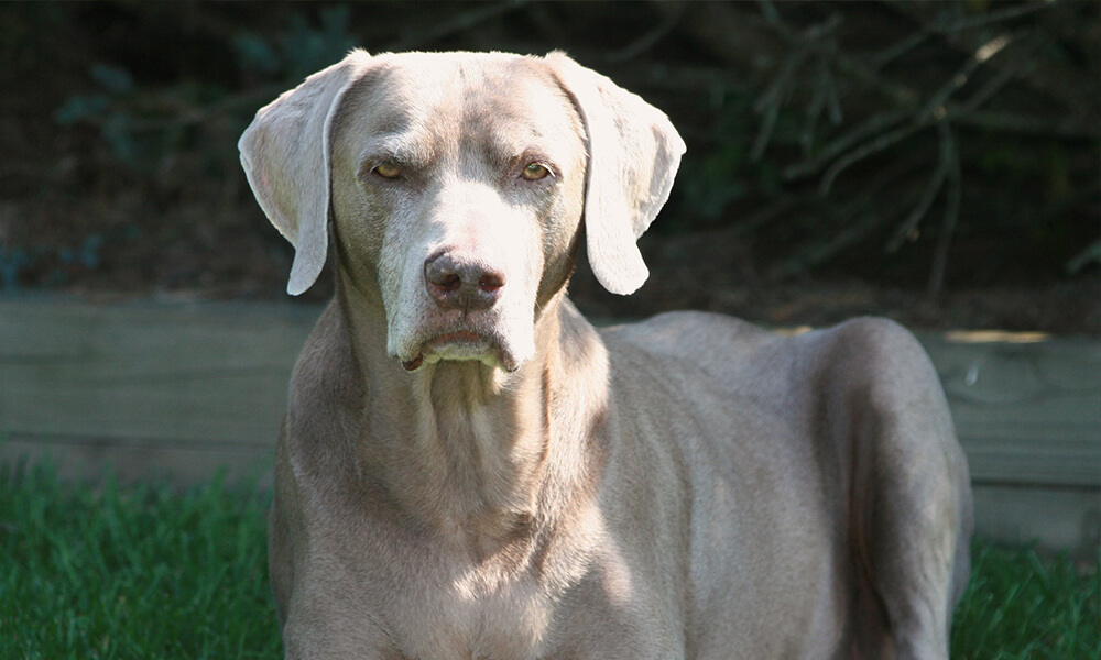 Pet Weimaraner Dog Closeup Image