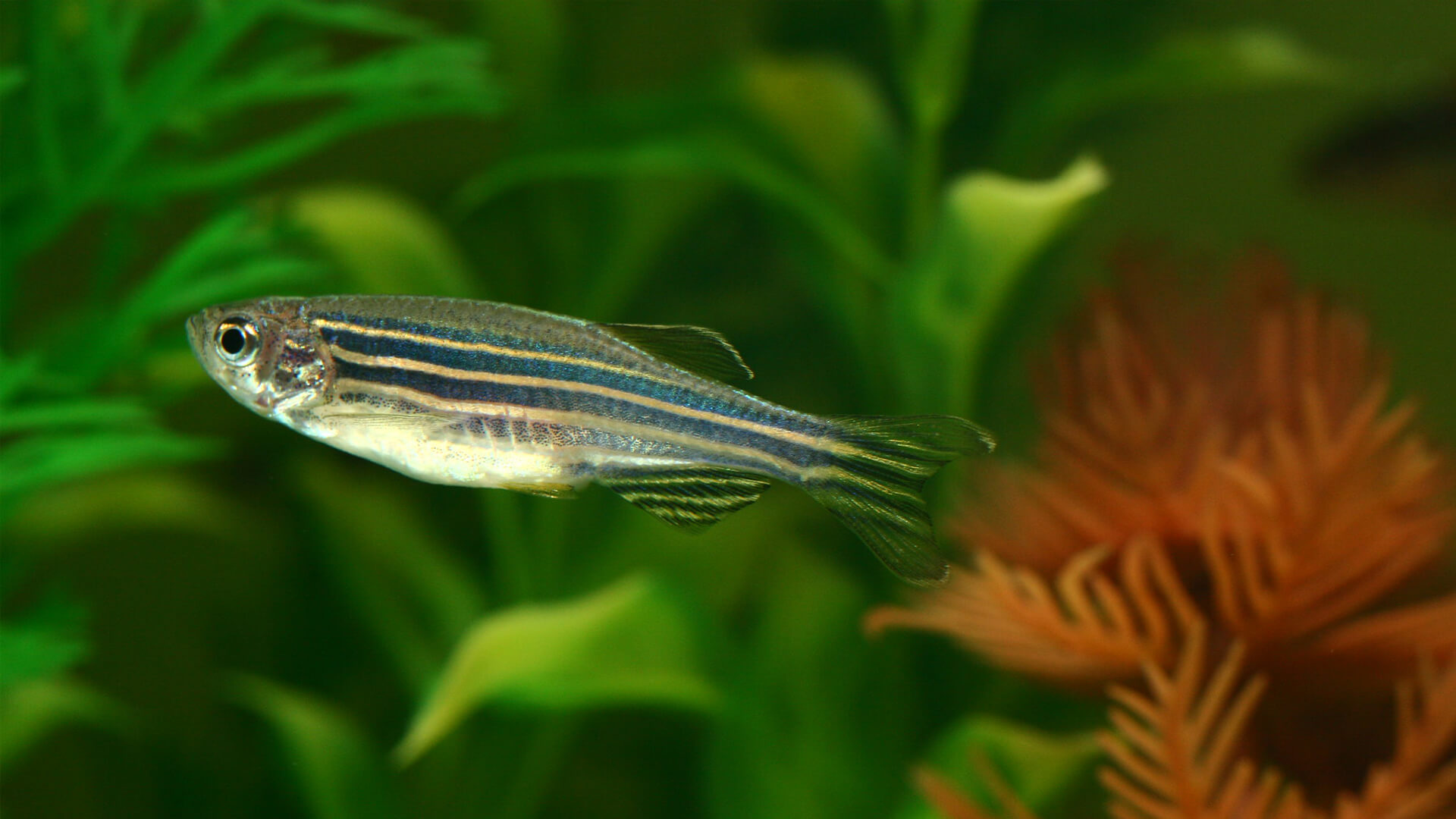 Pet Zebra Danio Fish Featured Image