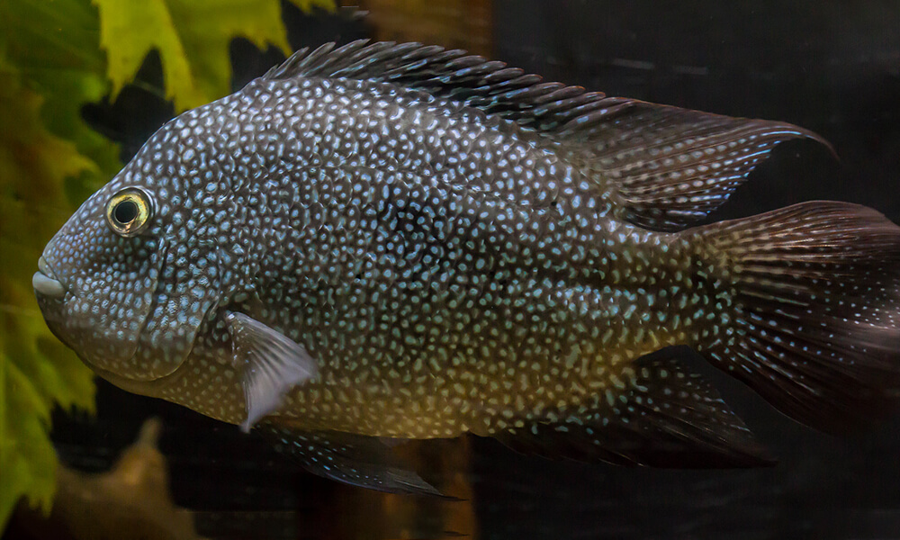 Texas Cichlid Close up Shot