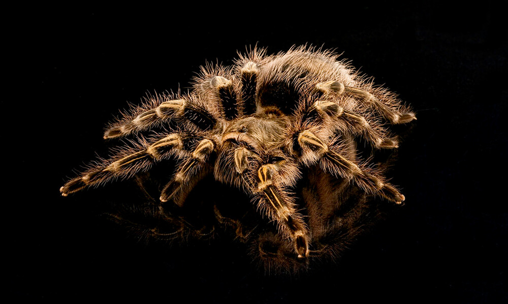 Zebra Knee Tarantula Closeup Image