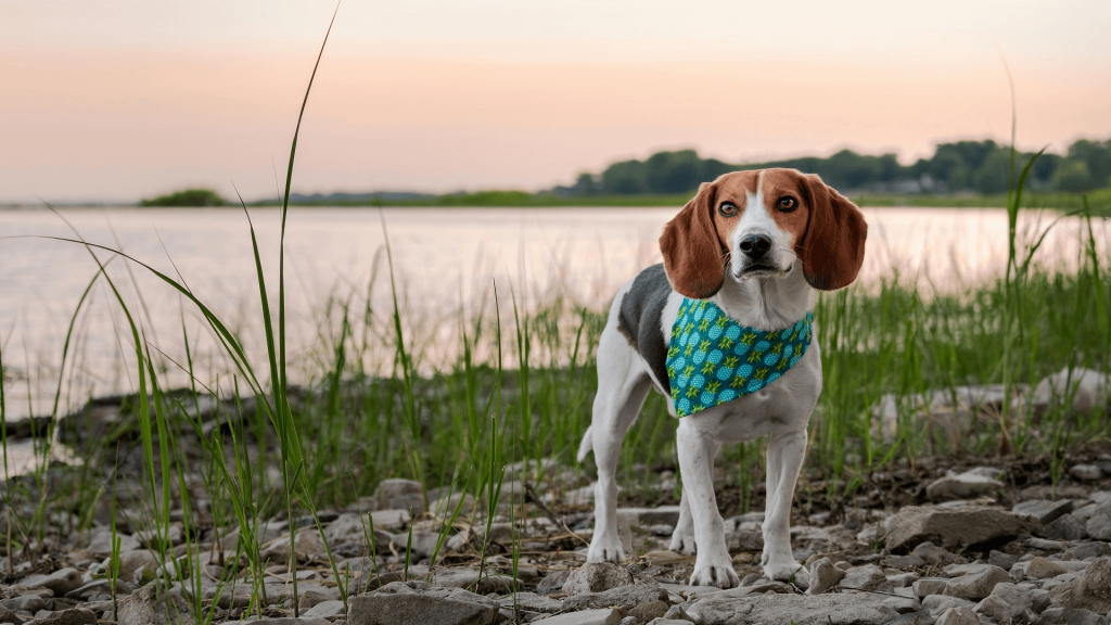 Pet American Foxhound: Personality, Diet & Care 2