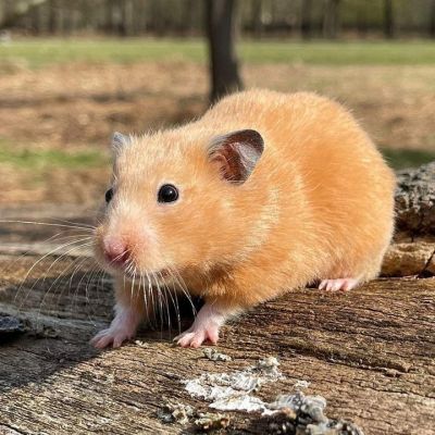 Pet Syrian Hamster: Personality, Diet & Care - Lil Pet