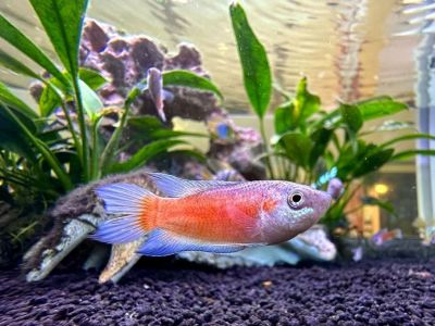 paradise gourami fish
