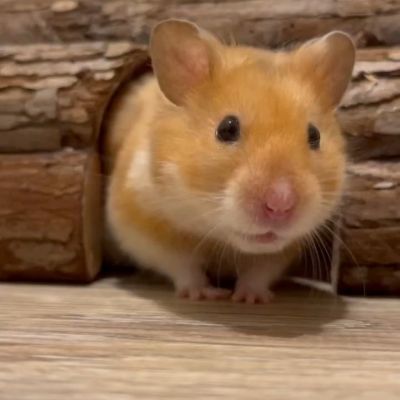 Syrian hotsell hamster diet