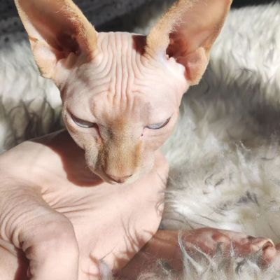 Best diet outlet for sphynx cats