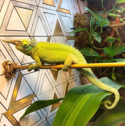 Every Chameleon Knows Its Color: Being Adaptable AND Authentic