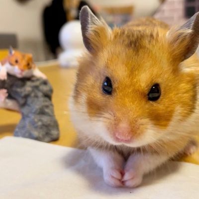 Pet Syrian Hamster: Personality, Diet & Care - Lil Pet