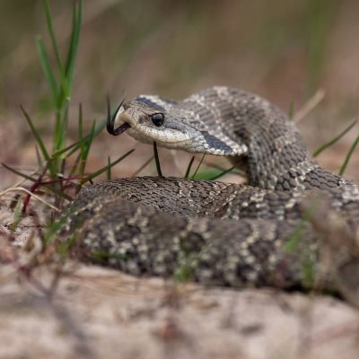 Young Southern Hognose Snake (Heterodon simus) playing dead