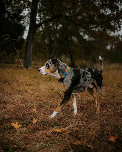 Blue Merle Catahoula Leopard Dog