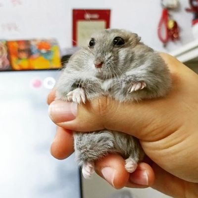 Dwarf Hamster Lifespan - How Long Will Your Dwarf Hamster Live