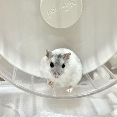 Winter White Dwarf Hamster Lifespan: A Comprehensive Guide