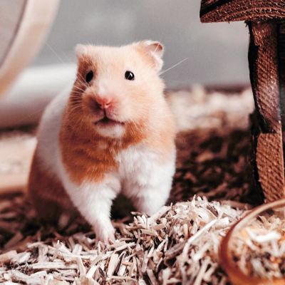 Pet Syrian Hamster: Personality, Diet & Care - Lil Pet