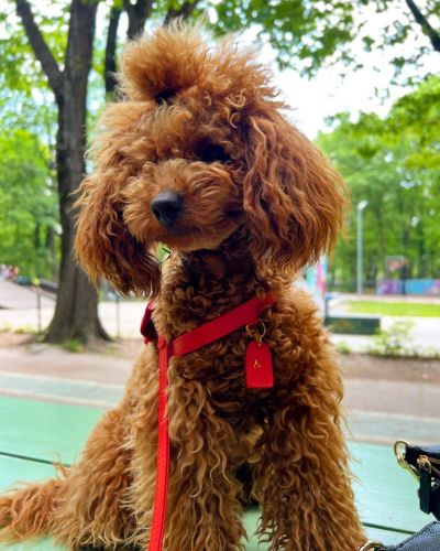 Toypoodle dog profile (character, diet, care)