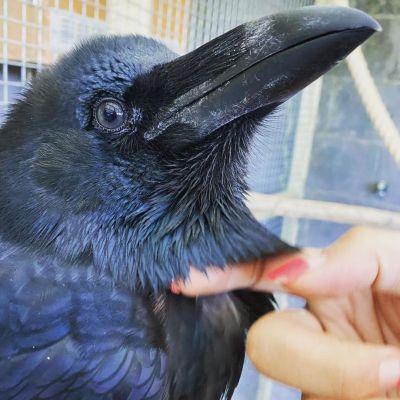 The adorable guide to distinguishing American crows and common